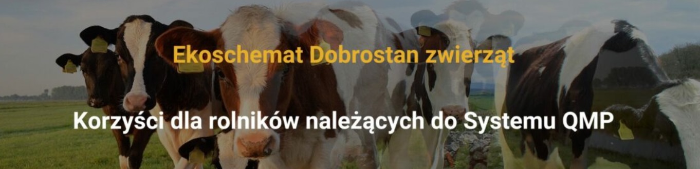 QMP poszerzone o bydło ras mlecznych – już obowiązuje