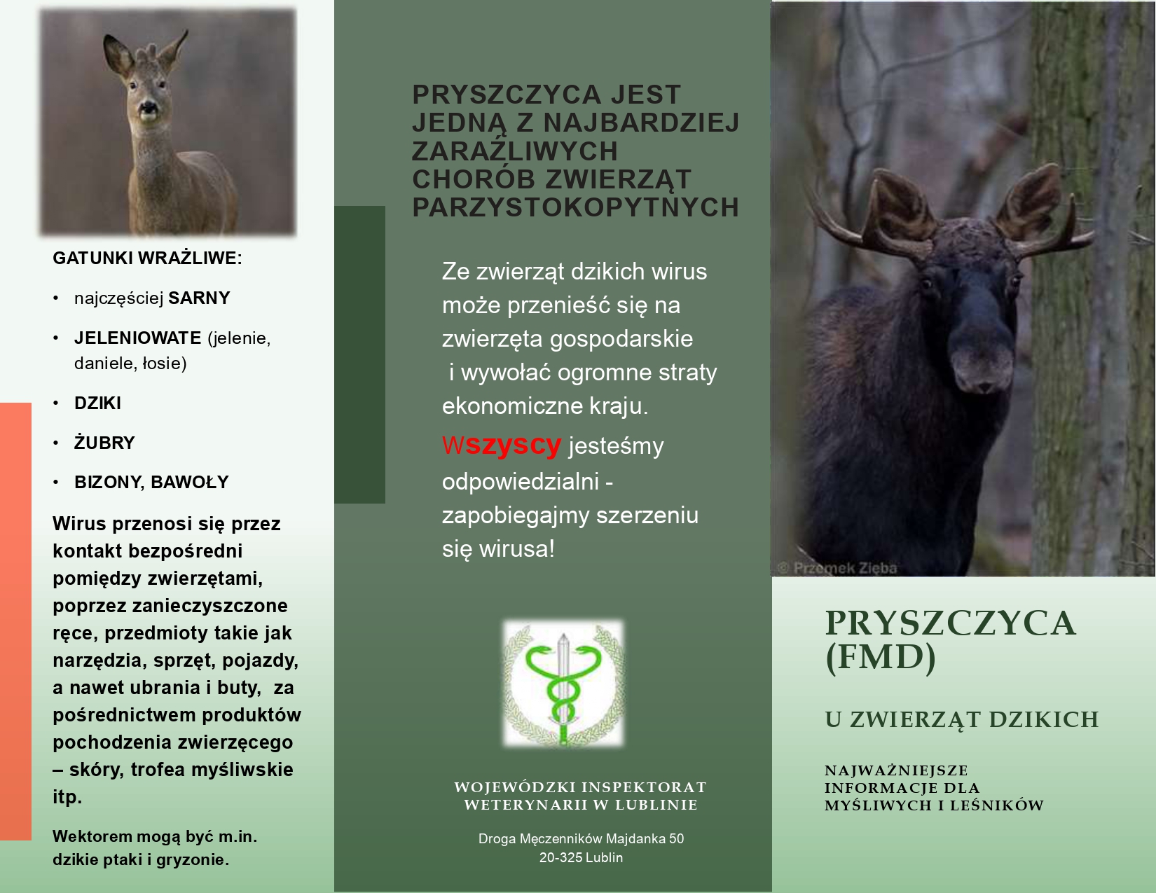 Pryszczyca u zwierząt dzikich – najważniejsze informacje dla myśliwych i leśników